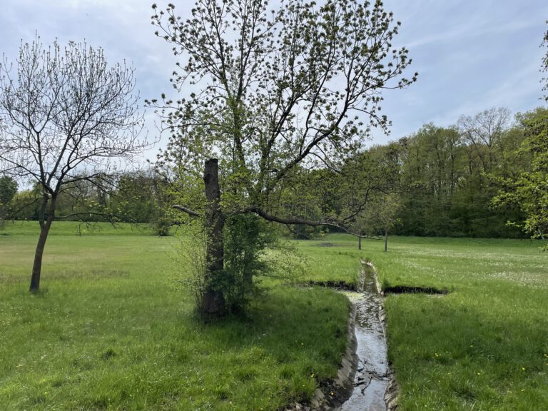 Bild von einer Feuchtwiese mit Baum und Wasserkanal